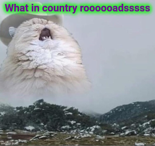 Country Roads Cat | What in country roooooadsssss | image tagged in country roads cat | made w/ Imgflip meme maker