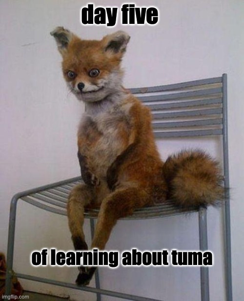 fox |  day five; of learning about tuma | image tagged in tired fox | made w/ Imgflip meme maker