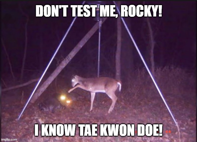 tae kwon doe | DON'T TEST ME, ROCKY! I KNOW TAE KWON DOE! | image tagged in deer,doe,raccoon,trailcam,nature,wildlife | made w/ Imgflip meme maker