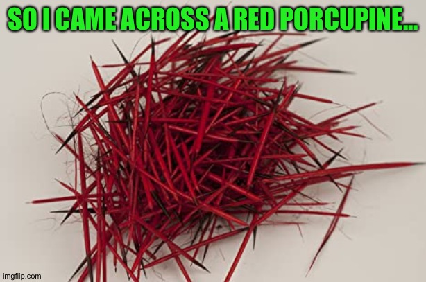 Lol | SO I CAME ACROSS A RED PORCUPINE... | image tagged in funny | made w/ Imgflip meme maker