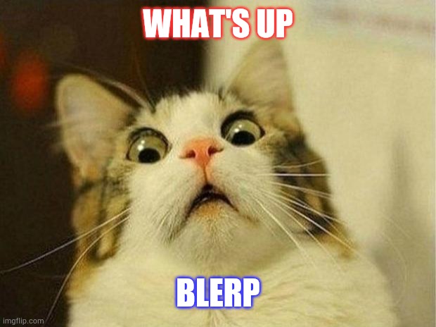 Scared Cat | WHAT'S UP; BLERP | image tagged in memes,scared cat | made w/ Imgflip meme maker