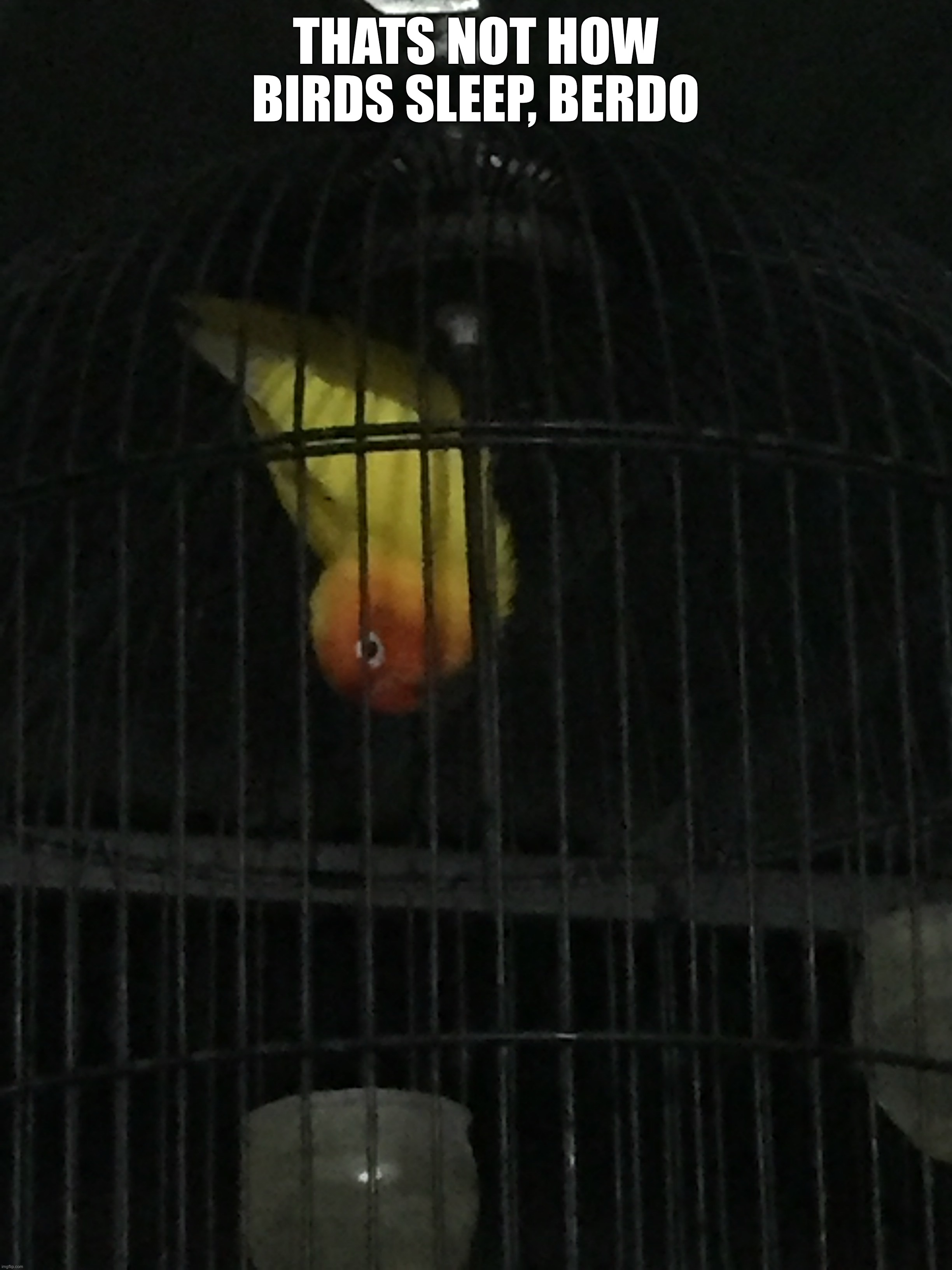 Idk, Berdo keep doing that | THATS NOT HOW BIRDS SLEEP, BERDO | made w/ Imgflip meme maker