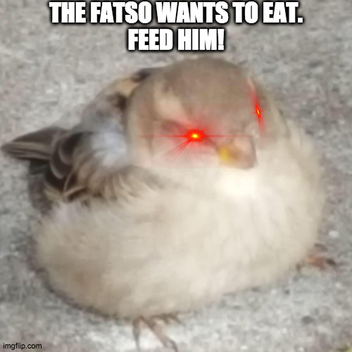 F E E D      H I M | THE FATSO WANTS TO EAT.
FEED HIM! | image tagged in fat,yo mama so fat,birb | made w/ Imgflip meme maker