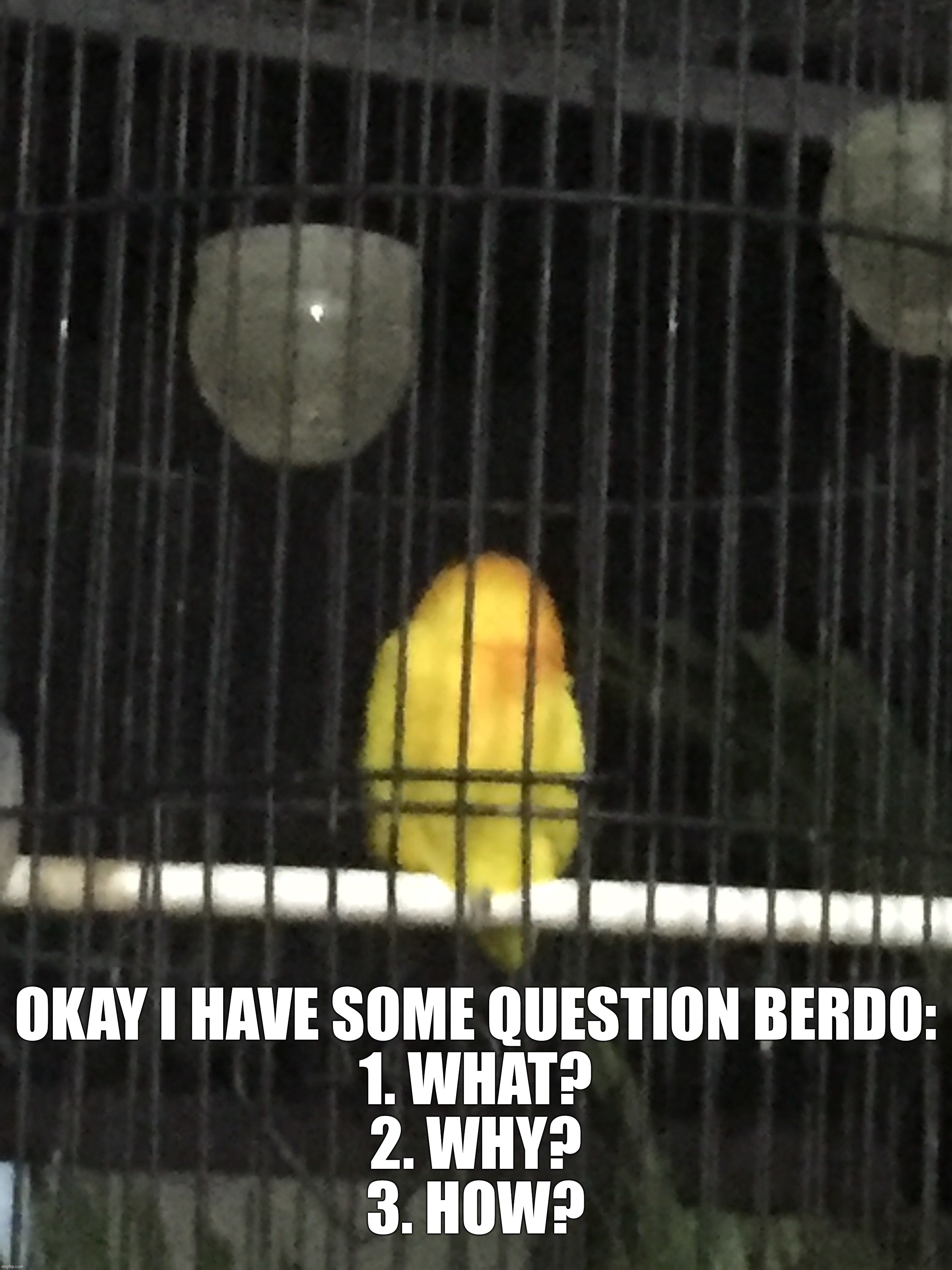 Okay guys update for Berdo: Berdo stop being a bat.. yay! But.... i think you guys kinda right about Berdo | OKAY I HAVE SOME QUESTION BERDO:

1. WHAT?

2. WHY?

3. HOW? | made w/ Imgflip meme maker