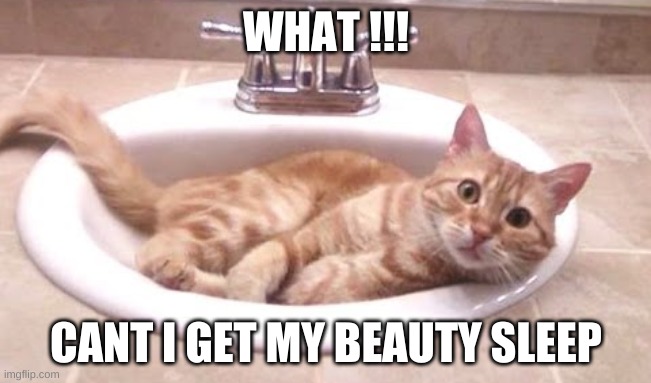 sink bath | WHAT !!! CANT I GET MY BEAUTY SLEEP | image tagged in funny cat meme | made w/ Imgflip meme maker