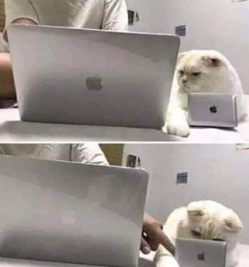 Gato laptop Blank Meme Template