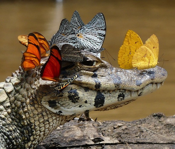 A Caiman Wearing a Crown of Butterflies. Photo credit: Mark Cowan | image tagged in awesome,pics | made w/ Imgflip meme maker
