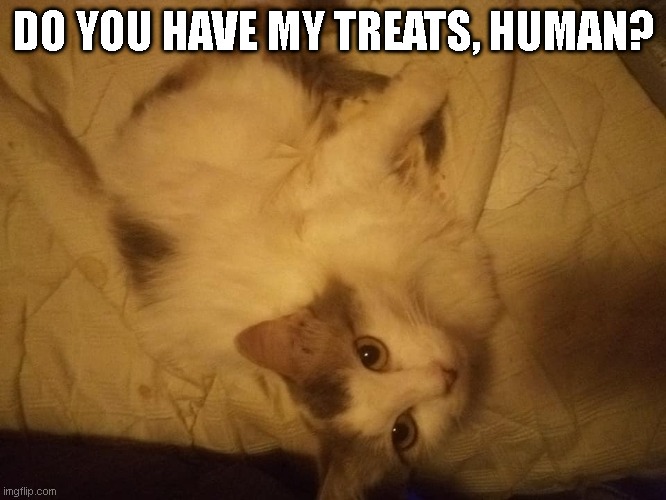 Queen Little Bit wants treats. | DO YOU HAVE MY TREATS, HUMAN? | image tagged in queen little bit,dwarf,dwarf cat,cat,kitty,cute | made w/ Imgflip meme maker