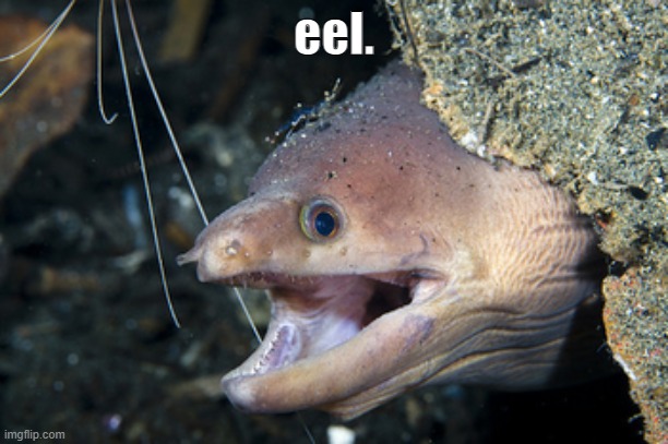 eel. | eel. | made w/ Imgflip meme maker