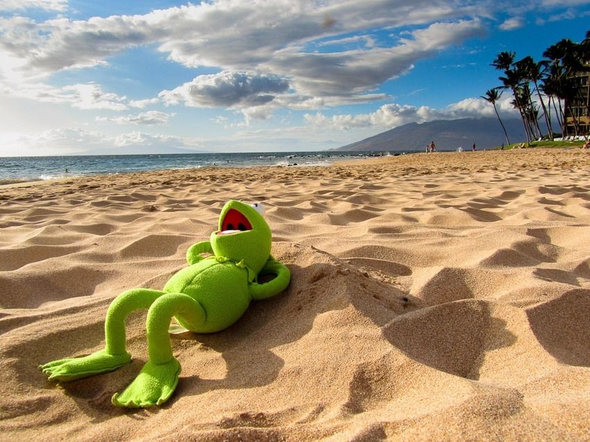 High Quality kermit beach Blank Meme Template