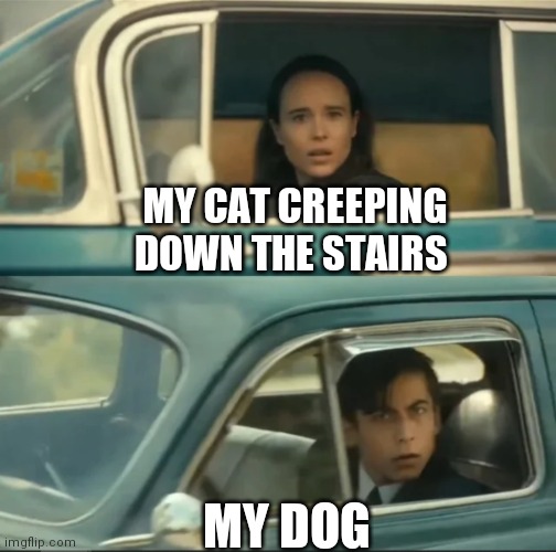 vanya and five car staredown | MY CAT CREEPING DOWN THE STAIRS; MY DOG | image tagged in vanya and five car staredown | made w/ Imgflip meme maker