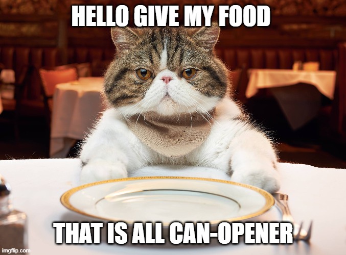 hungry cat | HELLO GIVE MY FOOD; THAT IS ALL CAN-OPENER | image tagged in hungry cat | made w/ Imgflip meme maker