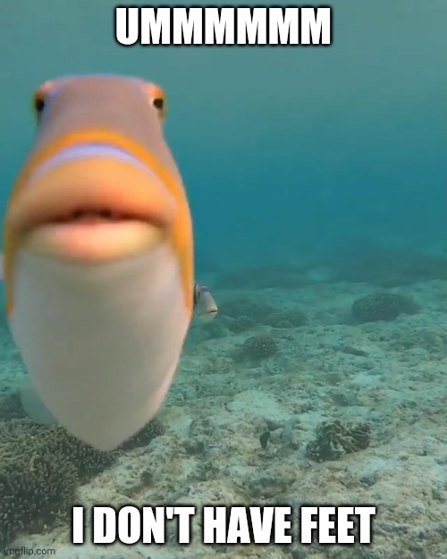 staring fish | UMMMMMM I DON'T HAVE FEET | image tagged in staring fish | made w/ Imgflip meme maker