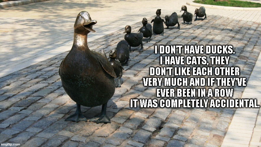 Ducks in a row? | I DON'T HAVE DUCKS. I HAVE CATS, THEY DON'T LIKE EACH OTHER VERY MUCH AND IF THEY'VE EVER BEEN IN A ROW IT WAS COMPLETELY ACCIDENTAL. | image tagged in ducks,cats | made w/ Imgflip meme maker