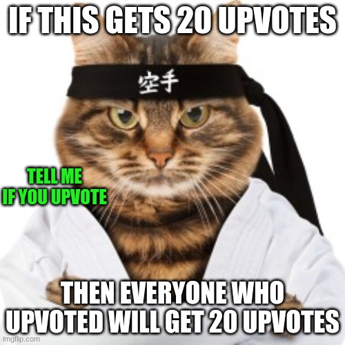 Karate cat |  IF THIS GETS 20 UPVOTES; TELL ME IF YOU UPVOTE; THEN EVERYONE WHO UPVOTED WILL GET 20 UPVOTES | image tagged in karate cat | made w/ Imgflip meme maker