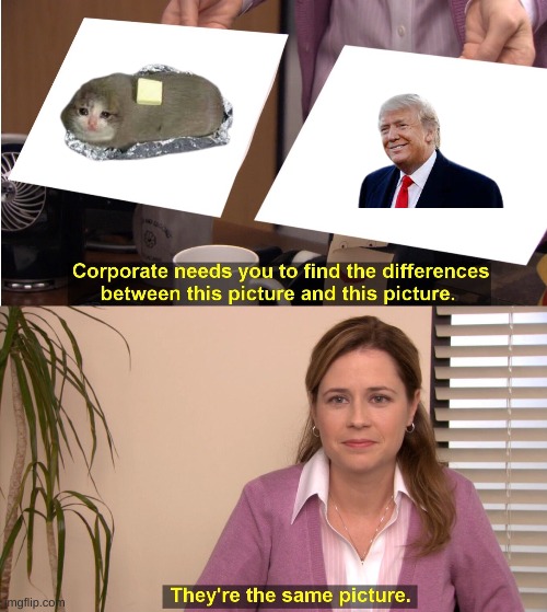 trump cat toast | image tagged in memes,they're the same picture | made w/ Imgflip meme maker