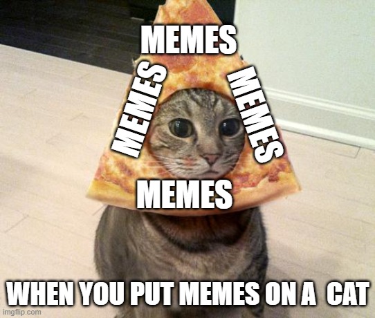 pizza cat | MEMES; MEMES; MEMES; MEMES; WHEN YOU PUT MEMES ON A  CAT | image tagged in pizza cat | made w/ Imgflip meme maker