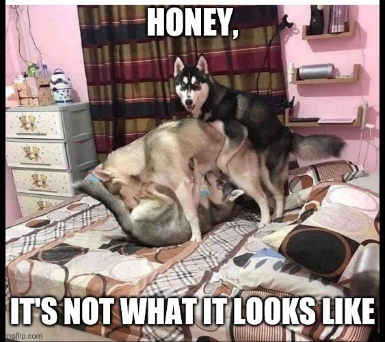 DOG PARTY | HONEY, IT'S NOT WHAT IT LOOKS LIKE | image tagged in dog party | made w/ Imgflip meme maker