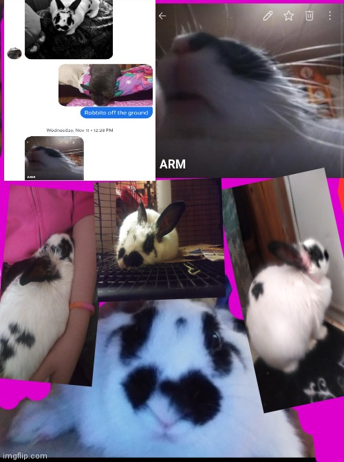 For OJ! (My rabbit) then Hoppy! | image tagged in rabbit,cute animals,collage | made w/ Imgflip meme maker