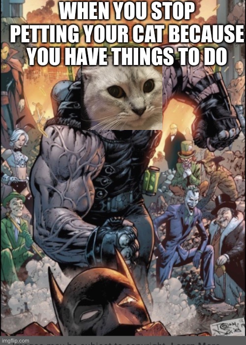 Cat bane | WHEN YOU STOP PETTING YOUR CAT BECAUSE YOU HAVE THINGS TO DO | image tagged in furious bane | made w/ Imgflip meme maker