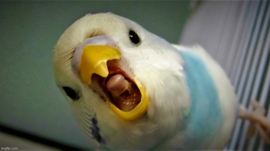 Anger Budgie | image tagged in anger budgie | made w/ Imgflip meme maker