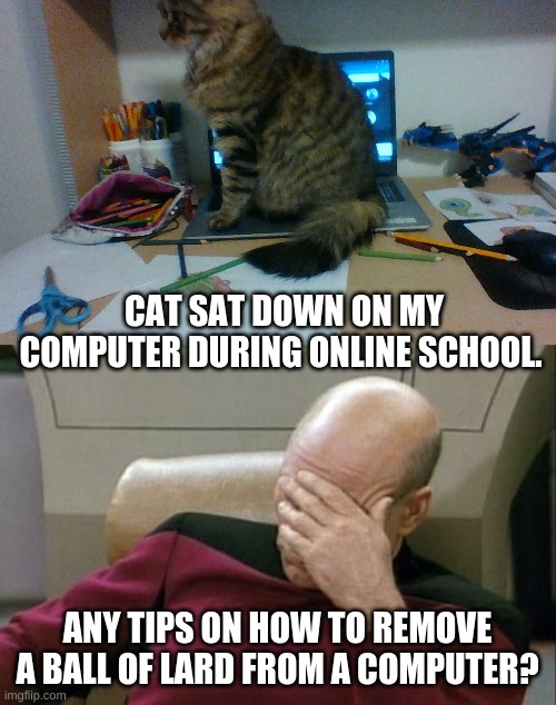 12 pounds of fluff. How? | CAT SAT DOWN ON MY COMPUTER DURING ONLINE SCHOOL. ANY TIPS ON HOW TO REMOVE A BALL OF LARD FROM A COMPUTER? | image tagged in memes,captain picard facepalm | made w/ Imgflip meme maker