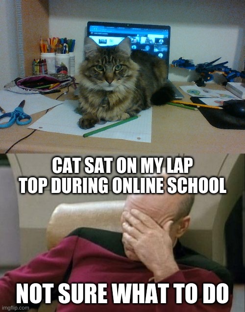 Why, why why | CAT SAT ON MY LAP TOP DURING ONLINE SCHOOL; NOT SURE WHAT TO DO | image tagged in memes,captain picard facepalm | made w/ Imgflip meme maker