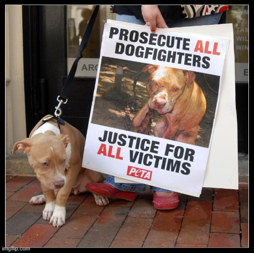 STOP ANIMAL CRUELTY | image tagged in justice,dog | made w/ Imgflip meme maker