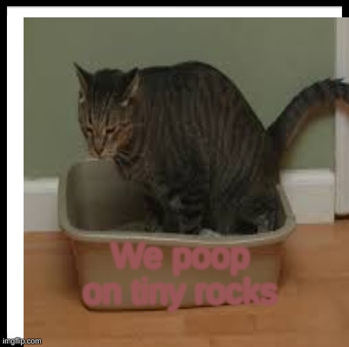 We poop on tiny rocks | We poop on tiny rocks | image tagged in memes | made w/ Imgflip meme maker