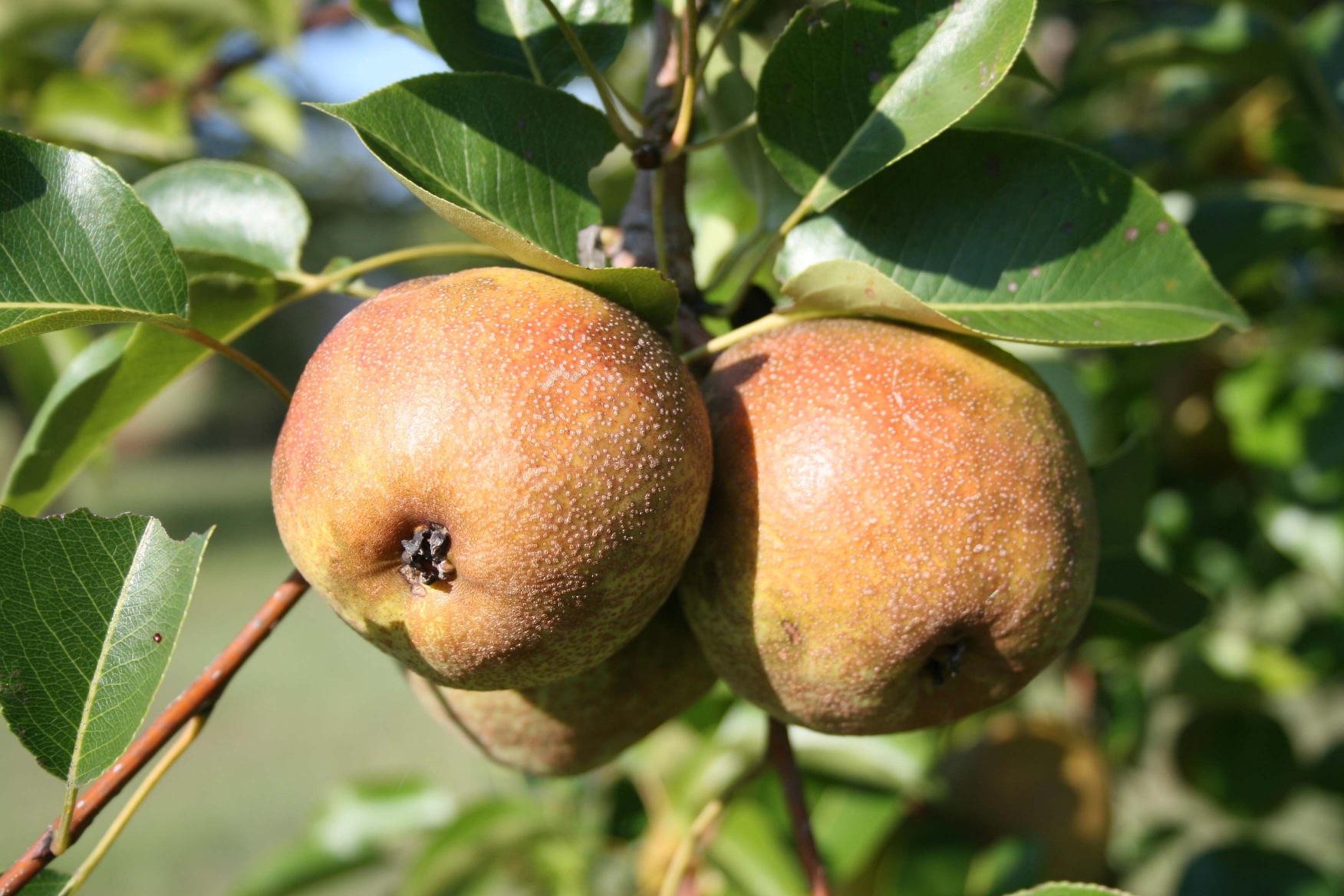 Pear Tree Blank Meme Template