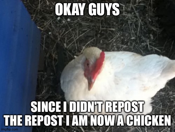 . | OKAY GUYS; SINCE I DIDN'T REPOST THE REPOST I AM NOW A CHICKEN | image tagged in memes,angry chicken boss | made w/ Imgflip meme maker