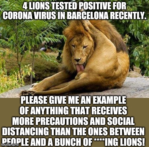 Either the testing is massively wrong or even the distance and protection between you and a half tonne lion isn't sufficient | 4 LIONS TESTED POSITIVE FOR CORONA VIRUS IN BARCELONA RECENTLY. PLEASE GIVE ME AN EXAMPLE OF ANYTHING THAT RECEIVES MORE PRECAUTIONS AND SOCIAL DISTANCING THAN THE ONES BETWEEN PEOPLE AND A BUNCH OF ****ING LIONS! | image tagged in lion licking balls | made w/ Imgflip meme maker