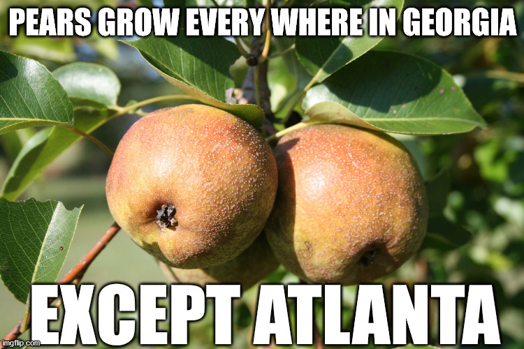 Pears Grow Every Where Except Atlanta | PEARS GROW EVERY WHERE IN GEORGIA; EXCEPT ATLANTA | image tagged in pear tree | made w/ Imgflip meme maker