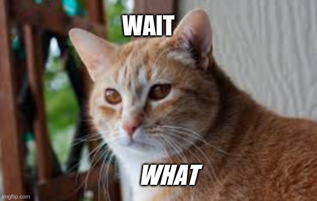 confused cat | WAIT; WHAT | image tagged in cat | made w/ Imgflip meme maker