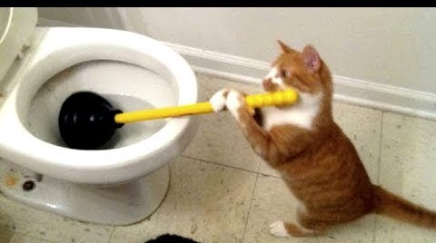 cat using a toilet plunger Blank Meme Template