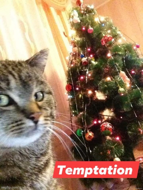 image tagged in cat,christmas,tree | made w/ Imgflip meme maker
