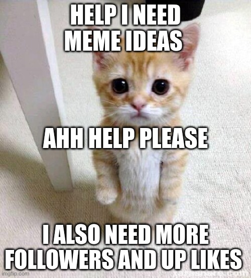 help | HELP I NEED MEME IDEAS; AHH HELP PLEASE; I ALSO NEED MORE FOLLOWERS AND UP LIKES | image tagged in memes,cute cat | made w/ Imgflip meme maker