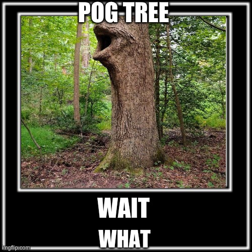 POG TREE; WAIT; WHAT | image tagged in wait what | made w/ Imgflip meme maker