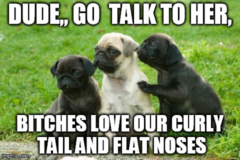 Bitches love | image tagged in dogs,puppies,animals,cute | made w/ Imgflip meme maker