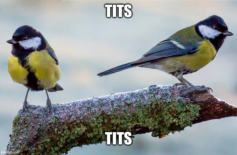 tit bird | TITS; TITS | image tagged in tit bird | made w/ Imgflip meme maker