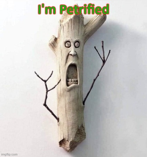 Petrified Wood | I'm Petrified | image tagged in petrified wood | made w/ Imgflip meme maker