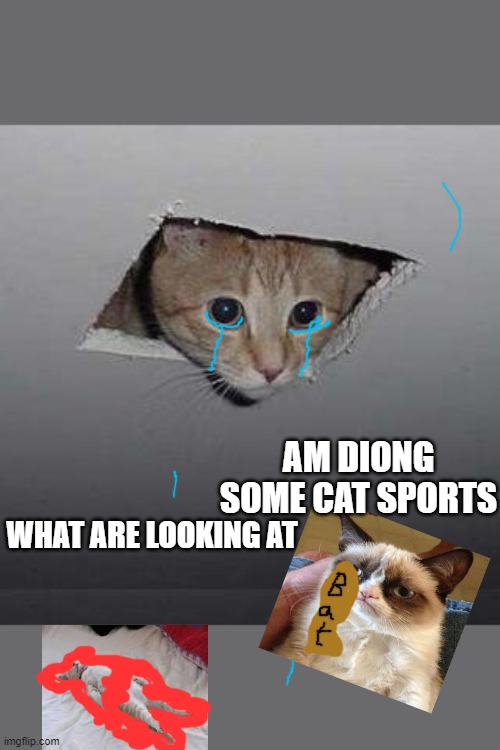 Ceiling Cat | AM DIONG SOME CAT SPORTS; WHAT ARE LOOKING AT | image tagged in memes,ceiling cat | made w/ Imgflip meme maker