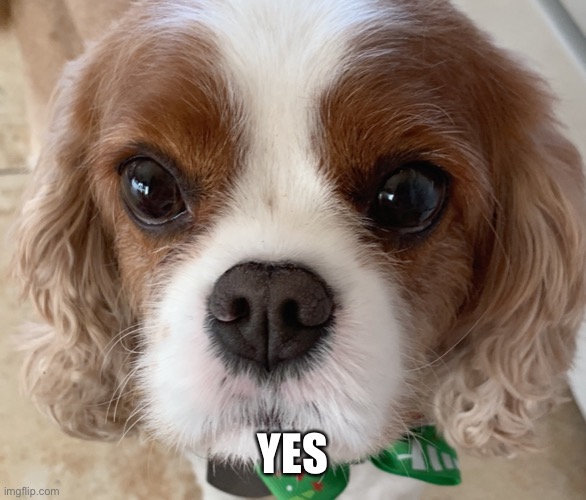 YES | made w/ Imgflip meme maker