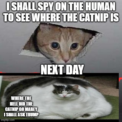 Ceiling Cat | I SHALL SPY ON THE HUMAN TO SEE WHERE THE CATNIP IS; NEXT DAY; WHERE THE HELL DID THE CATNIP GO MABEY I SHALL ASK TRUMP | image tagged in memes,ceiling cat | made w/ Imgflip meme maker