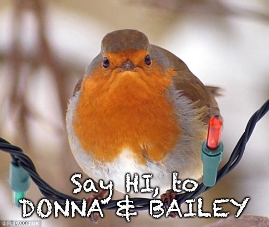 Bah Humbug | Say HI, to
 DONNA & BAILEY | image tagged in memes,bah humbug | made w/ Imgflip meme maker