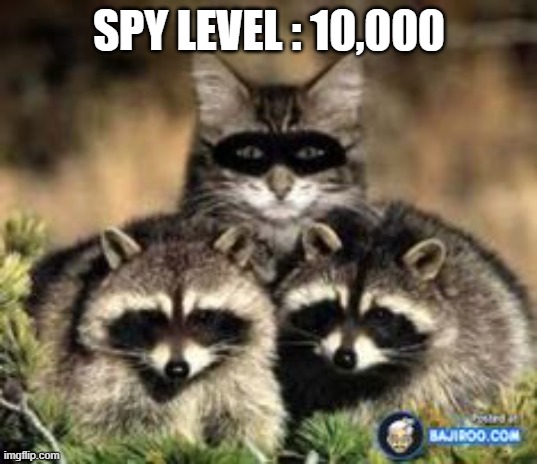 Cat Raccoon | SPY LEVEL : 10,000 | image tagged in cat raccoon | made w/ Imgflip meme maker