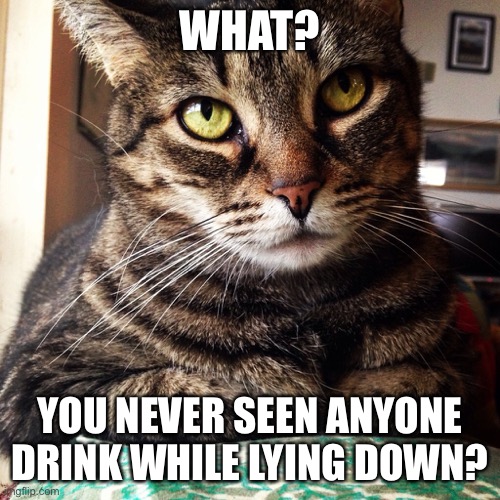 Tabby Cat | WHAT? YOU NEVER SEEN ANYONE DRINK WHILE LYING DOWN? | image tagged in tabby cat | made w/ Imgflip meme maker