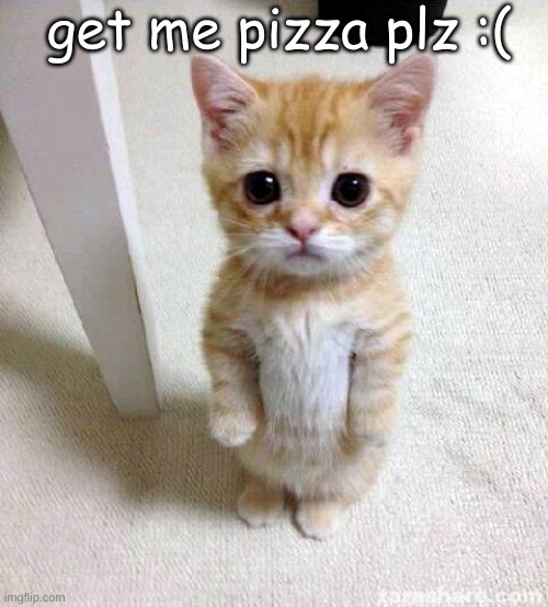 cat | get me pizza plz :( | image tagged in memes,cute cat | made w/ Imgflip meme maker