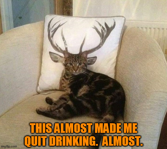 Double take! | THIS ALMOST MADE ME QUIT DRINKING.  ALMOST. | image tagged in cats,funny cats,pets,christmas,drinking,illusions | made w/ Imgflip meme maker