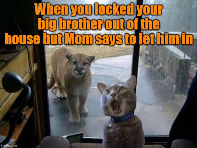 Ohhhhh boi he looks mad | When you locked your big brother out of the house but Mom says to let him in | image tagged in cats,funny cats,parenting,siblings,sibling rivalry,pets | made w/ Imgflip meme maker